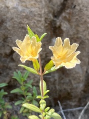 Diplacus grandiflorus