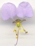 Aneilema dregeanum