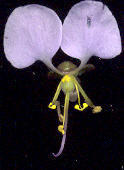 Aneilema dregeanum
