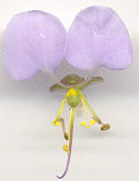 Aneilema dregeanum