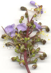 Aneilema dregeanum