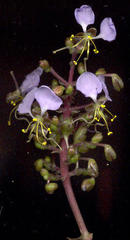 Aneilema dregeanum