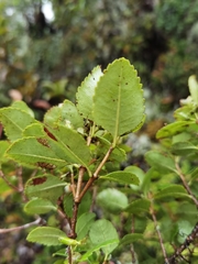 Weinmannia karsteniana