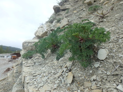 Seseli ponticum