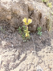 Diplacus grandiflorus