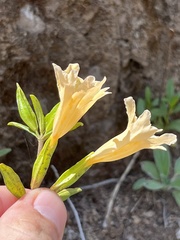 Diplacus grandiflorus