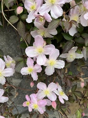 Clematis