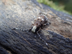 Platystomos albinus