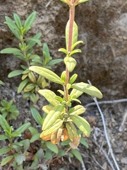 Diplacus grandiflorus