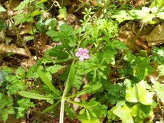 Geranium robertianum