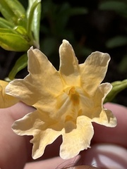 Diplacus grandiflorus