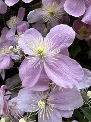Clematis