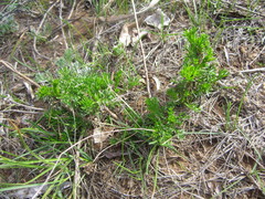 Artemisia campestris