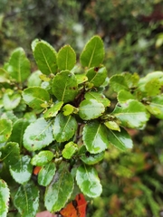 Weinmannia karsteniana