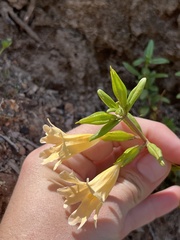 Diplacus grandiflorus