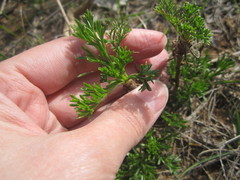 Artemisia campestris