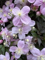 Clematis