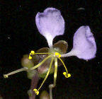 Aneilema dregeanum