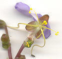 Aneilema dregeanum