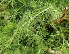 Foeniculum vulgare