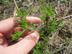 Artemisia campestris