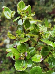 Weinmannia karsteniana