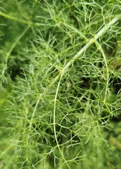 Foeniculum vulgare