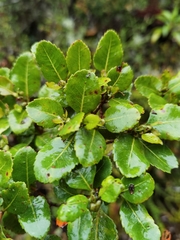 Weinmannia karsteniana