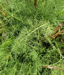 Foeniculum vulgare