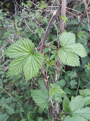Humulus lupulus