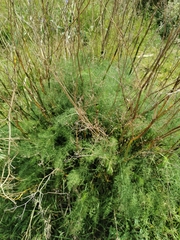 Foeniculum vulgare