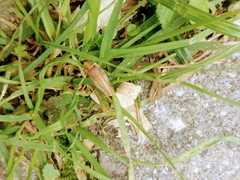 Ectobiidae