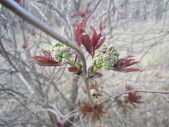 Sambucus racemosa