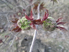 Sambucus racemosa
