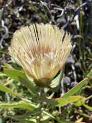 Protea lacticolor
