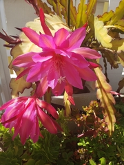 Disocactus ackermannii