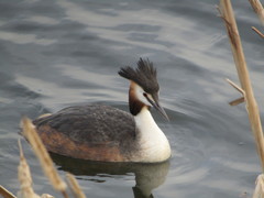 Podiceps cristatus