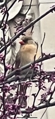Cardinalis cardinalis