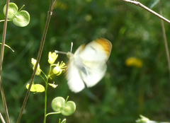 Anthocharis euphenoides