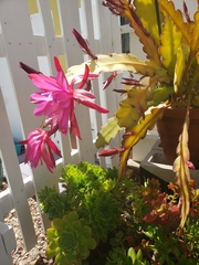 Disocactus ackermannii