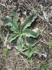 Verbascum lychnitis