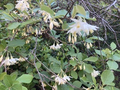 Styrax officinalis