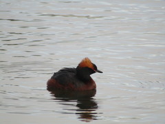 Podiceps auritus