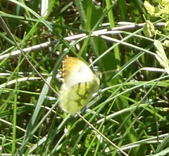 Anthocharis euphenoides