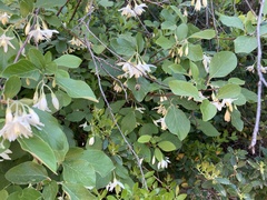 Styrax officinalis