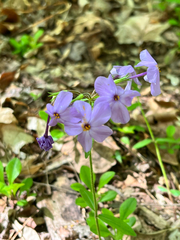 Phlox stolonifera