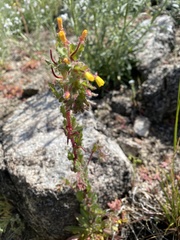 Camissoniopsis confusa
