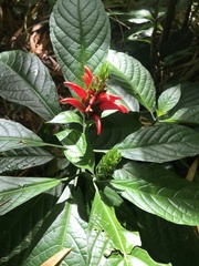 Pachystachys coccinea