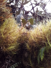 Chorisodontium mittenii