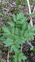 Angelica archangelica